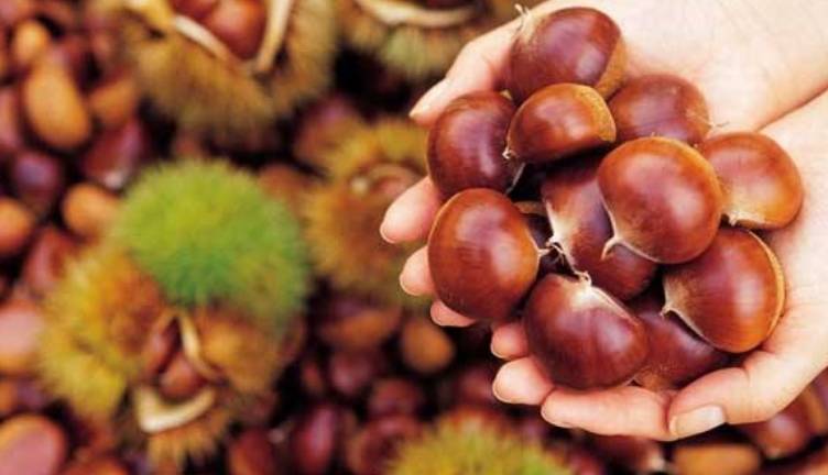 生活|立秋后，晚上当零食吃一把，补气益血，健脾胃，降血压，早食早好