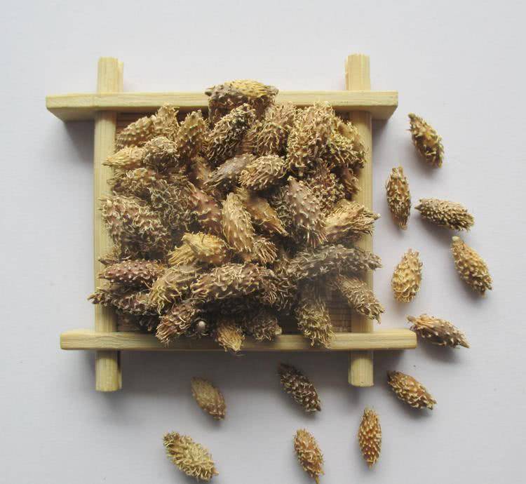 结肠|痔疮是怎么形成的呢？