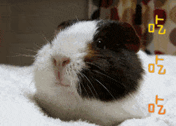 豚鼠豚鼠豚鼠也就是大家所说的荷兰猪,首先明确它的身份,它是鼠不是猪