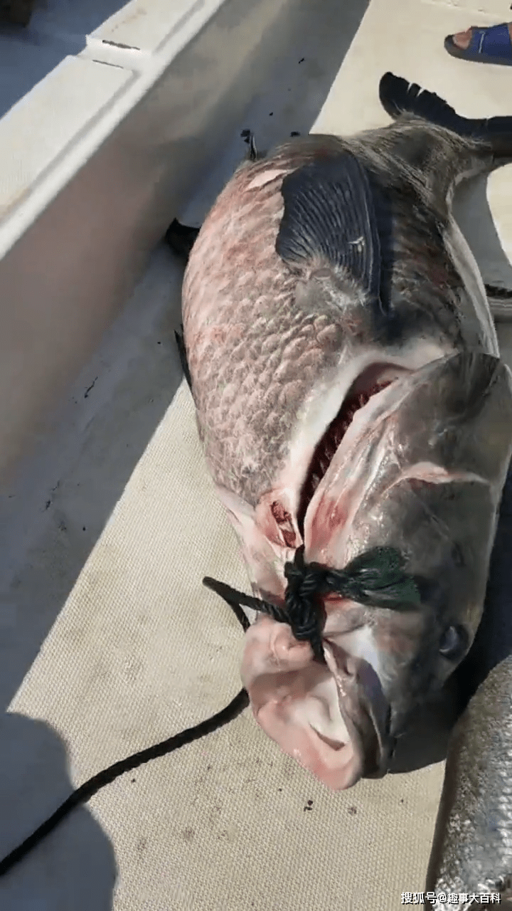江西仙女湖青鱼王被捕获将被宰杀取青鱼石网友应该放生