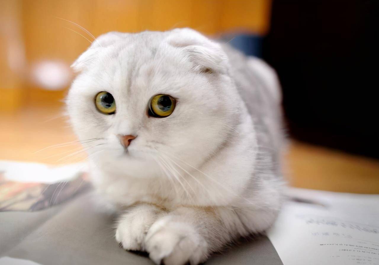 产地|猫咪寿命排行：寿命很短的几种猫，每只都是“短命喵”