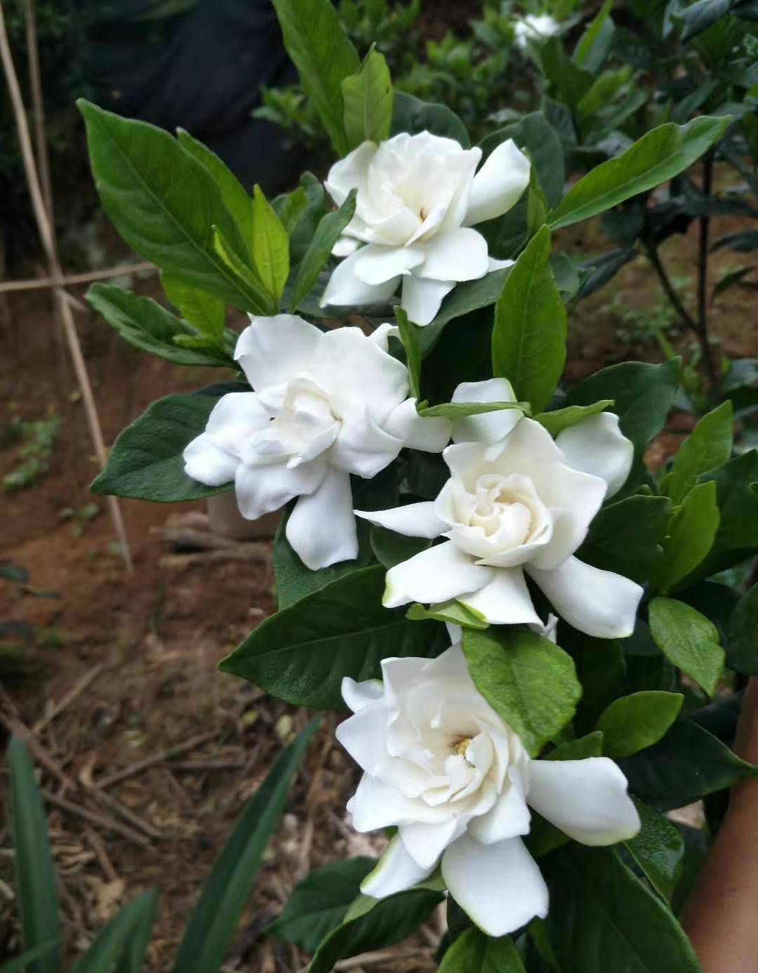 原创栀子花难道真的每年花开一季室内养小叶好还是大叶如何养成树