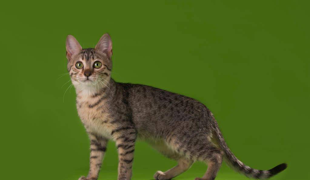 产地|猫咪寿命排行：寿命很短的几种猫，每只都是“短命喵”