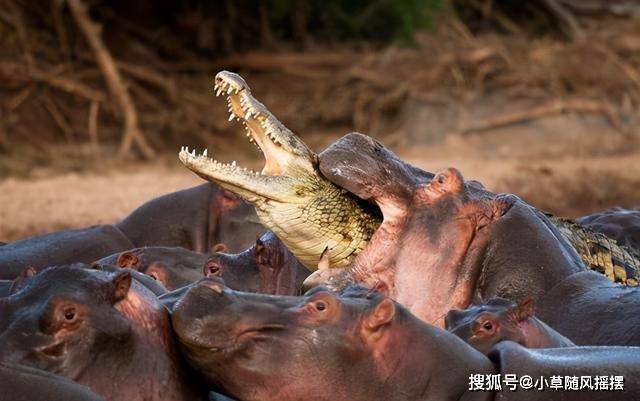 梦见鳄鱼追赶我和儿子后来吧鳄鱼杀死，家庭力量与克服恐惧的象征