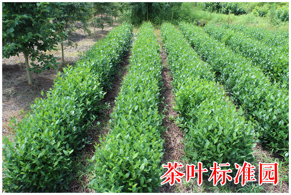 龙井茶的采摘时间与鲜叶处理技术 浙江新山苗场