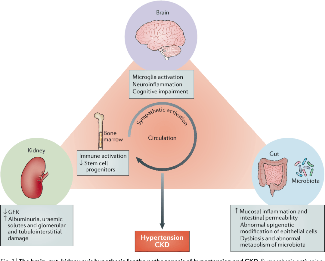肾脏|什么时候需要肾脏友好型饮食？哪些食物伤肾？哪些食物护肾？