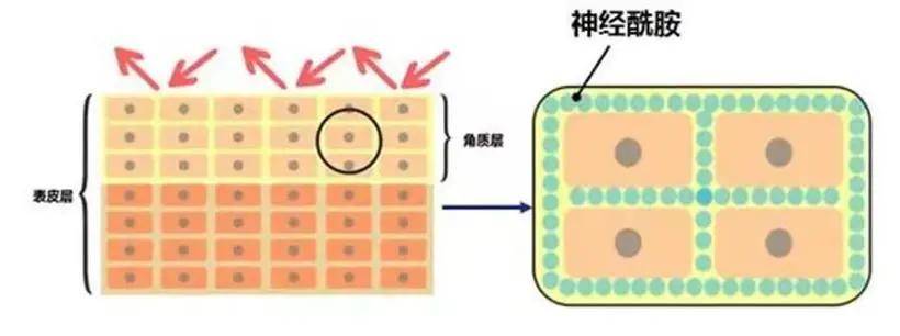 评价|这才是敏感肌修护的正确打开方式！