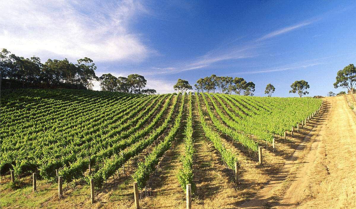 气泡|迅速提高红酒逼格的8个小知识,都是硬货。三分钟脱离红酒小白