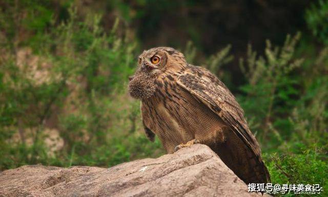 世界上最大的猫头鹰 57d2e8f5ac1a49b0b36a4846315dcf31.jpeg
