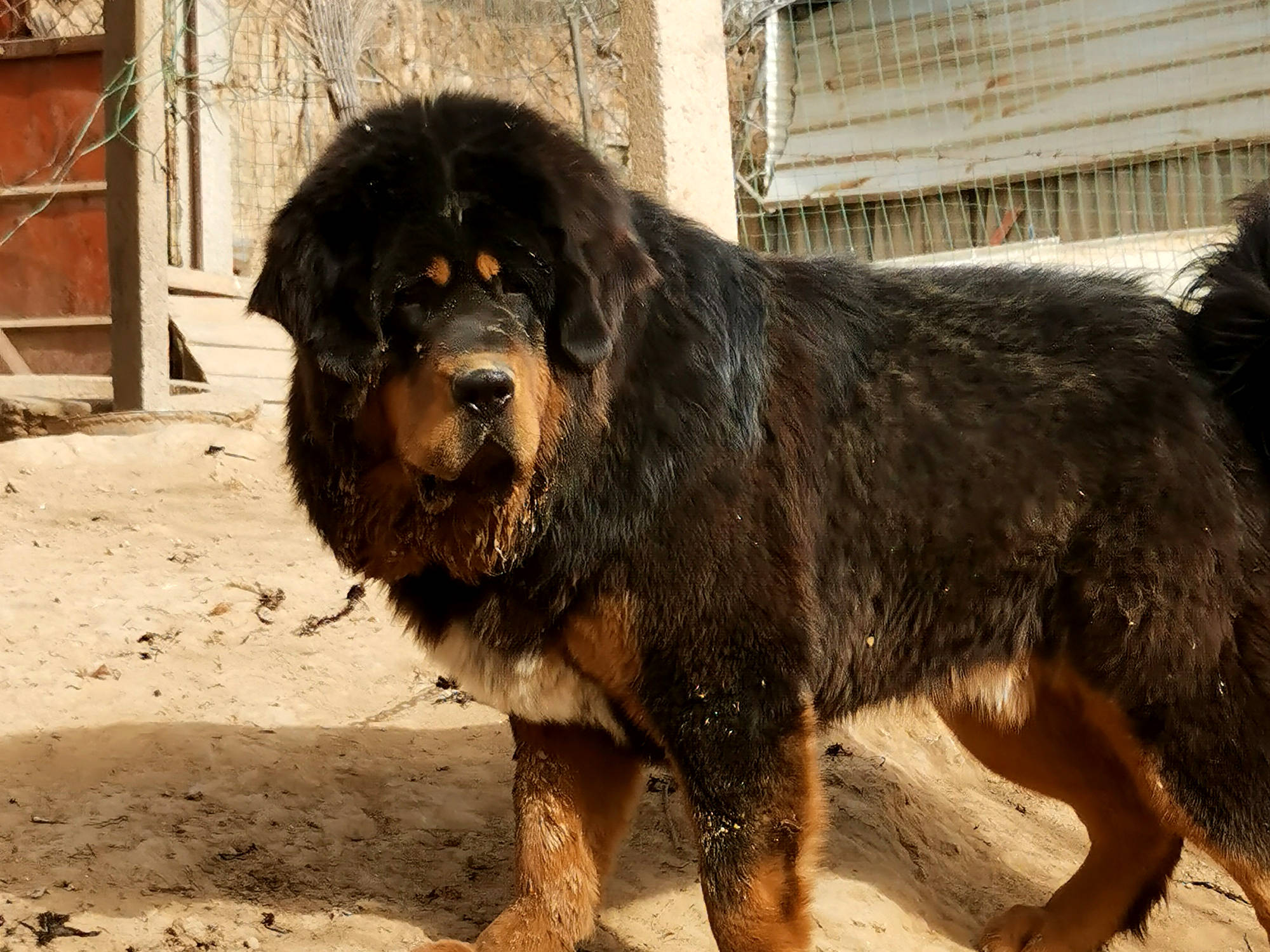 从千万猛犬到路边弃狗藏獒的兴衰背后隐藏着什么