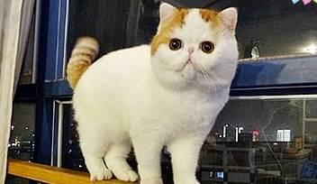因为|加菲猫阳台晒太阳，遇到窗外玻璃清理工：叔叔比我还皮，注意安全