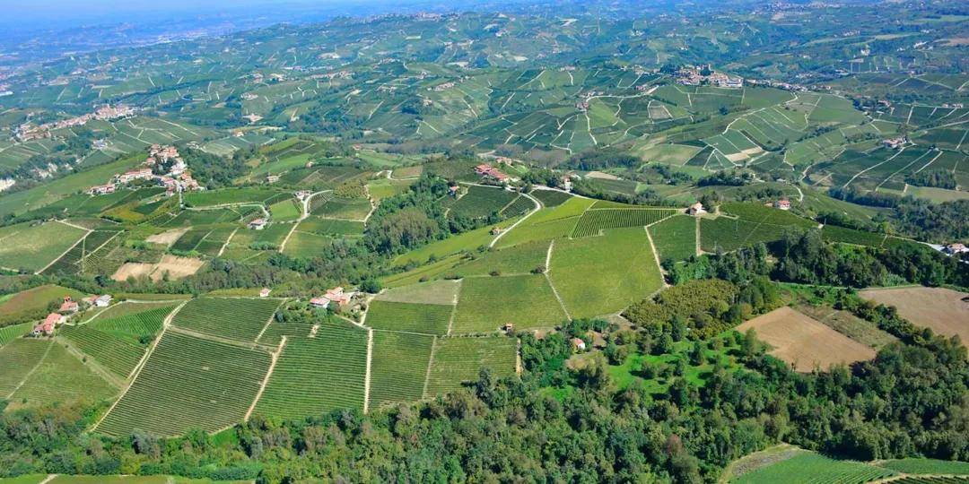 葡萄|意大利葡萄酒产区皮埃蒙特的“王”与“后”