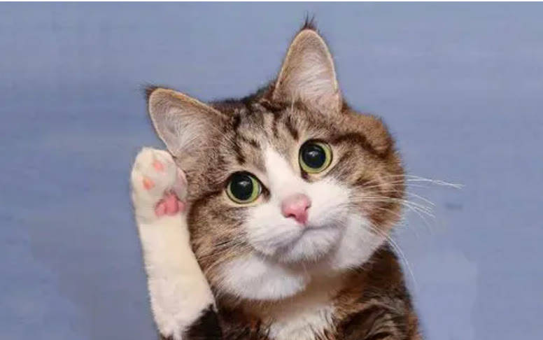 瑞萌|新手养猫的注意事项，猫零食怎么选是一件大事