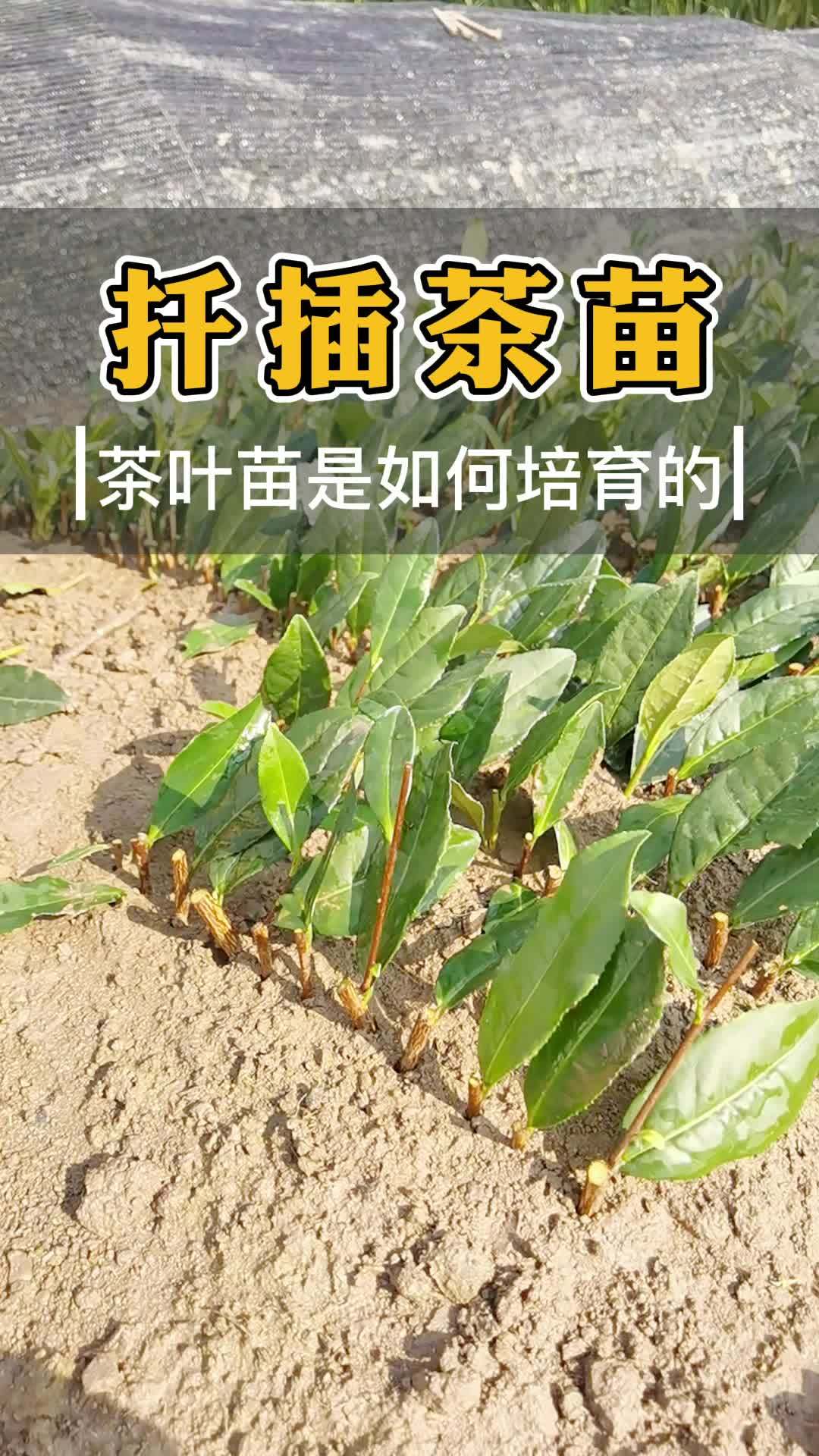 茶叶扦插育苗技术图片图片