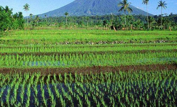 为什么要晒稻田 47d3280a3b63451f82158acc2d25a534.jpeg