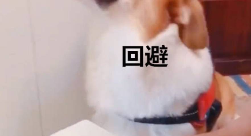 事情|自从柯基学会了赊账后，主人每天都收到账单，更过分的还在后面！