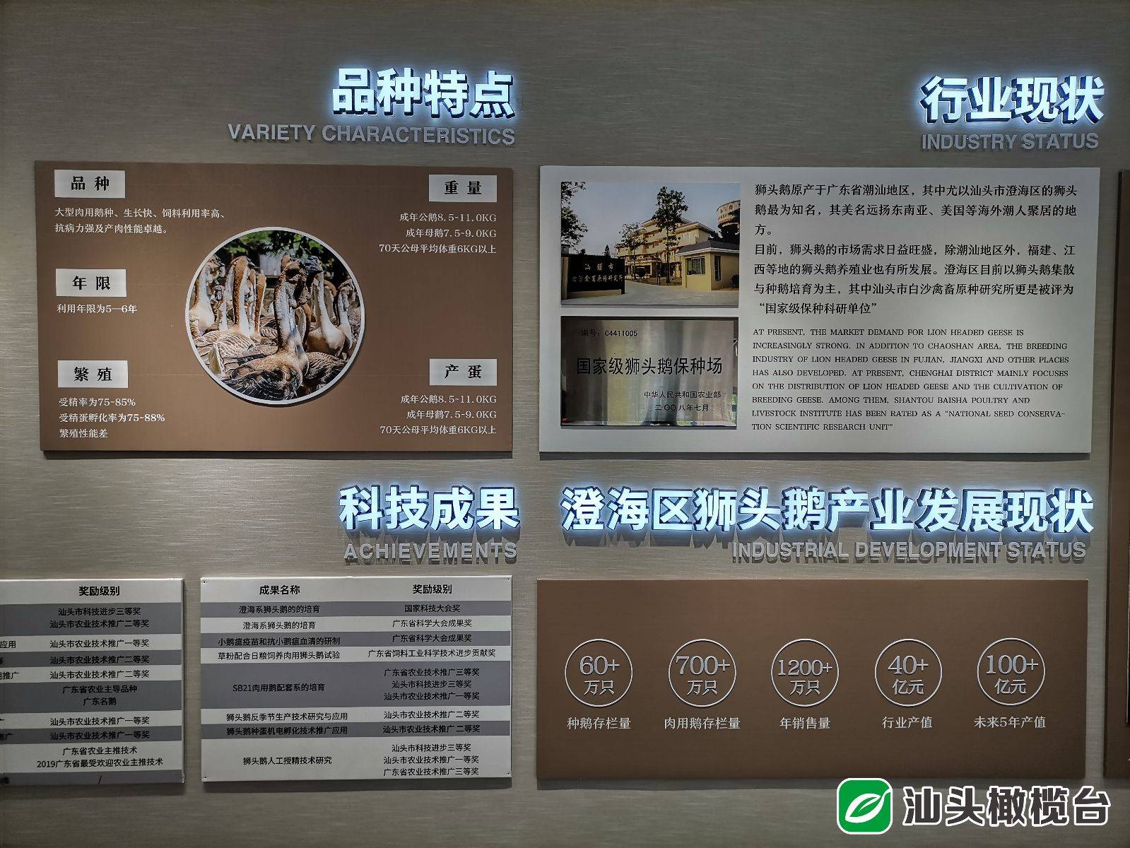 十分钟了解狮头鹅首家澄海狮头鹅文化展厅免费开放