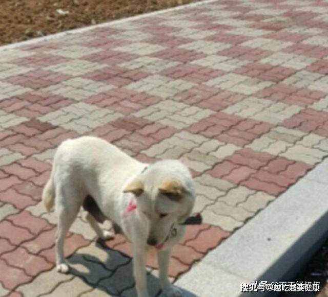 坑边|女子被流浪狗尾随,好心给它喂食物被拒,接下来发现感人一幕