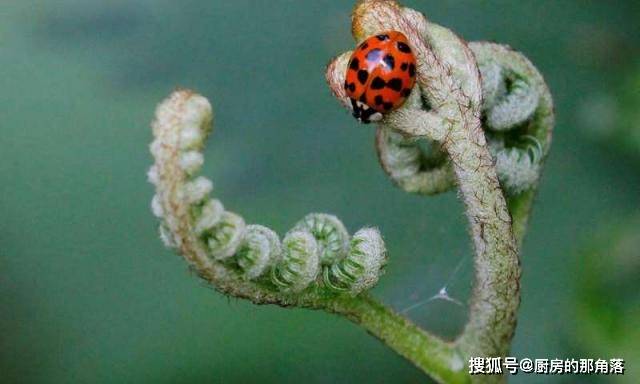 半岛体育app660多种生物入侵我国物种入侵这么严重有失败的案例吗？(图1)