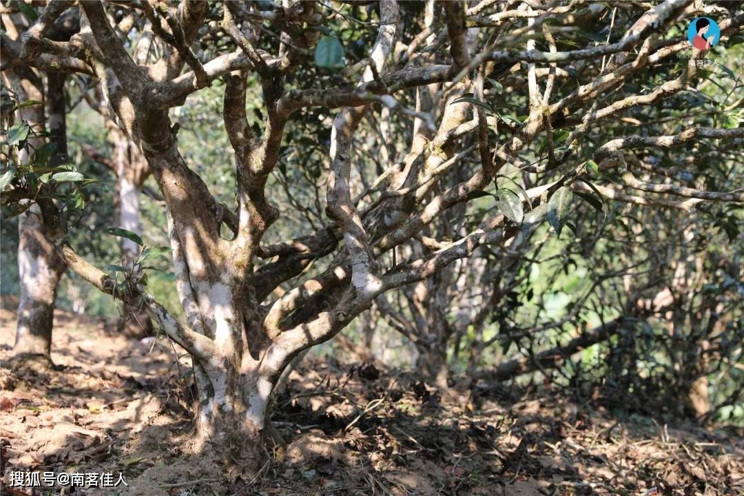 消费者|“我99块就能买到名山头，干嘛要花几千？”