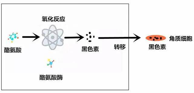 产品|为什么有的人一晒就黑，有的人晒不黑，见光黑到底怪谁？