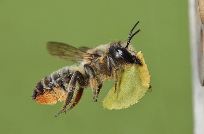 原创蓝妖月季被切叶蜂盯上了怎么办用了这三招切叶蜂躲的远远的
