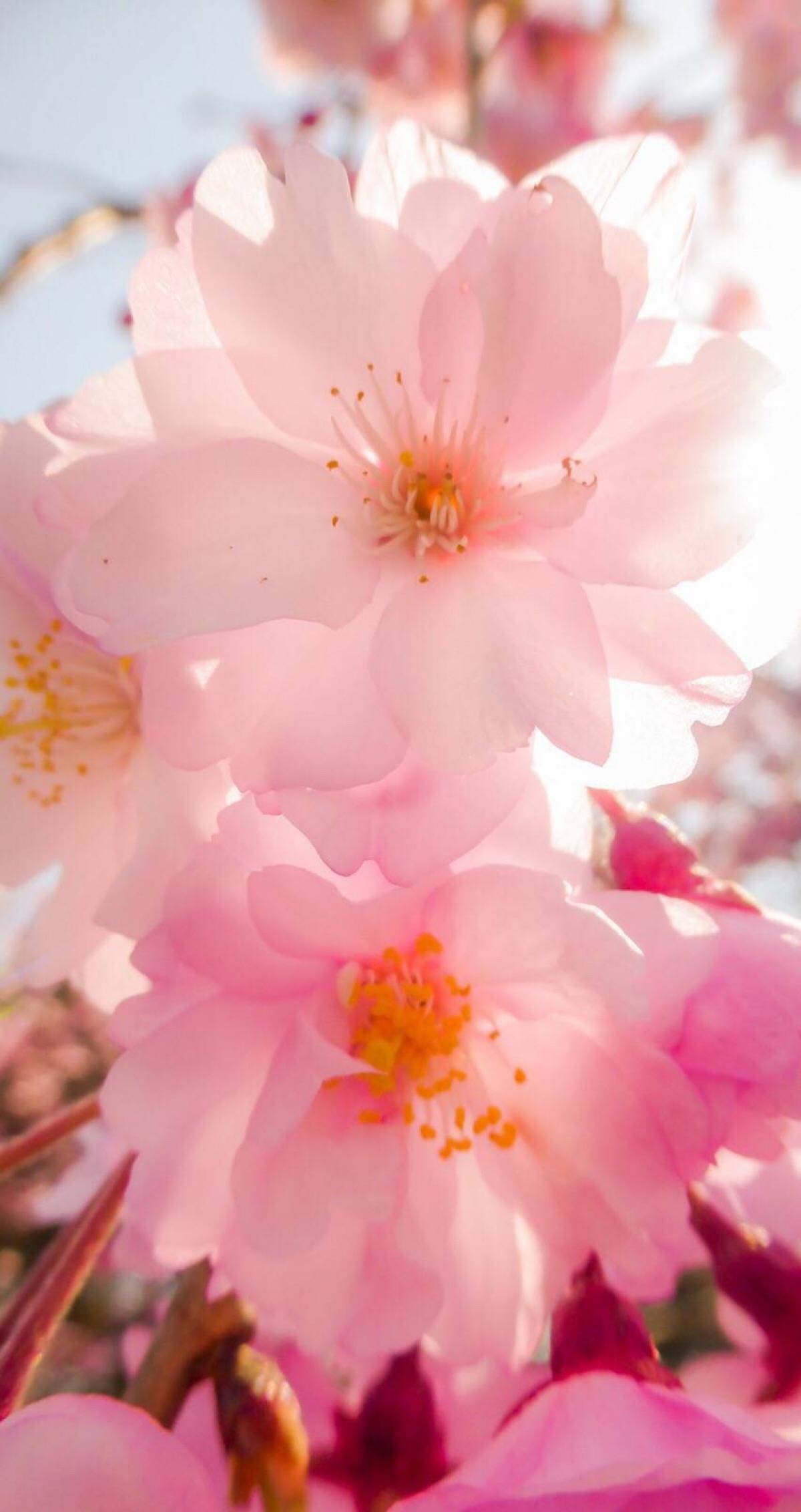 你的夕阳,我的容颜,谁的三分之一年.