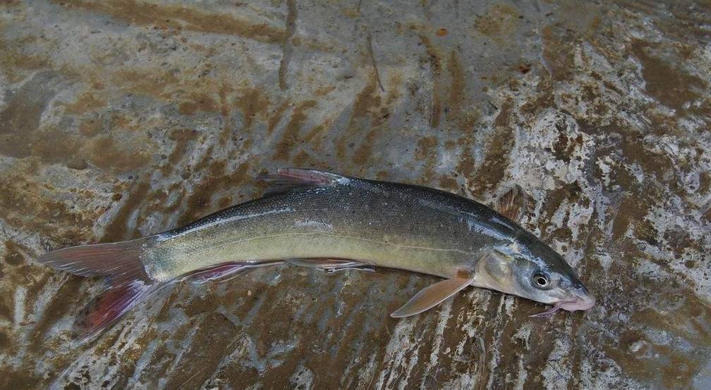 什么才算头鱼 bedfbaa4838d43ddba7b1c2ed8308208.jpeg