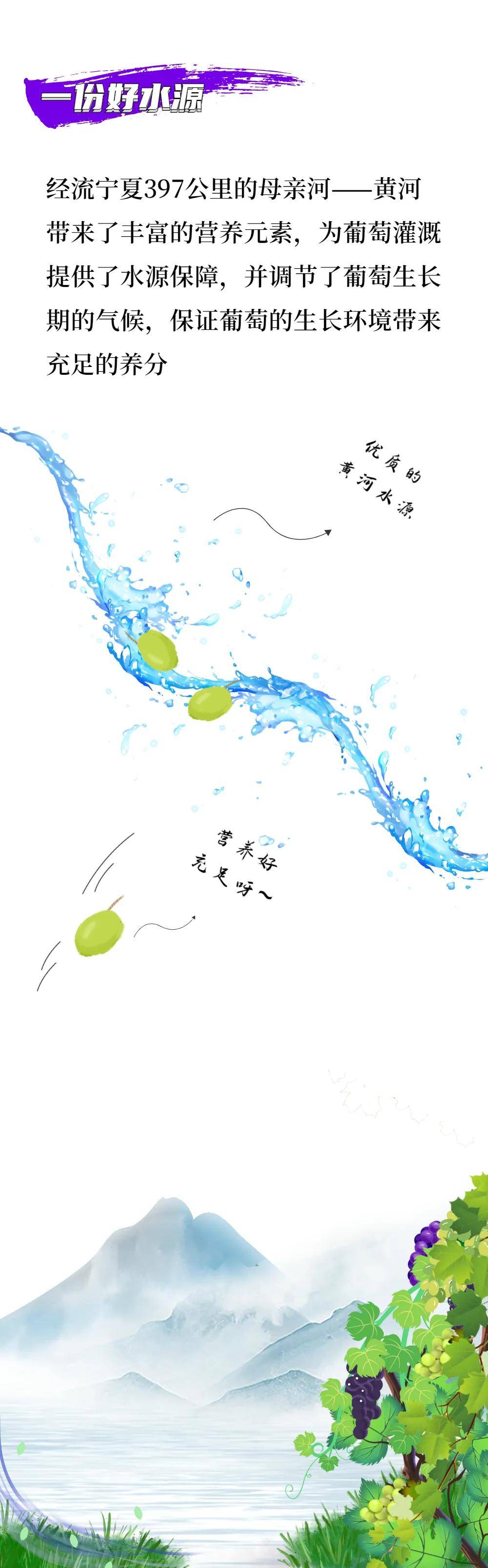 国际|听说,宁夏葡萄酒最近很火!