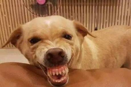 奖励|狗狗可能不是挑食,而是零食成瘾了!别让你的纵容害了它