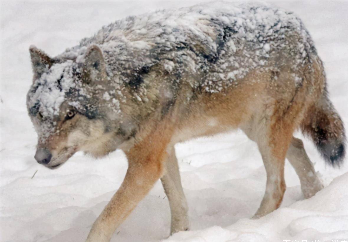 原创长白山白眼狼有多吓人追着村官跑了十几里对它开三枪仍没吓退