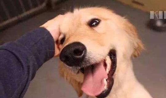 对比|养狗前后的大对比,资深铲屎官纷纷“躺枪”!