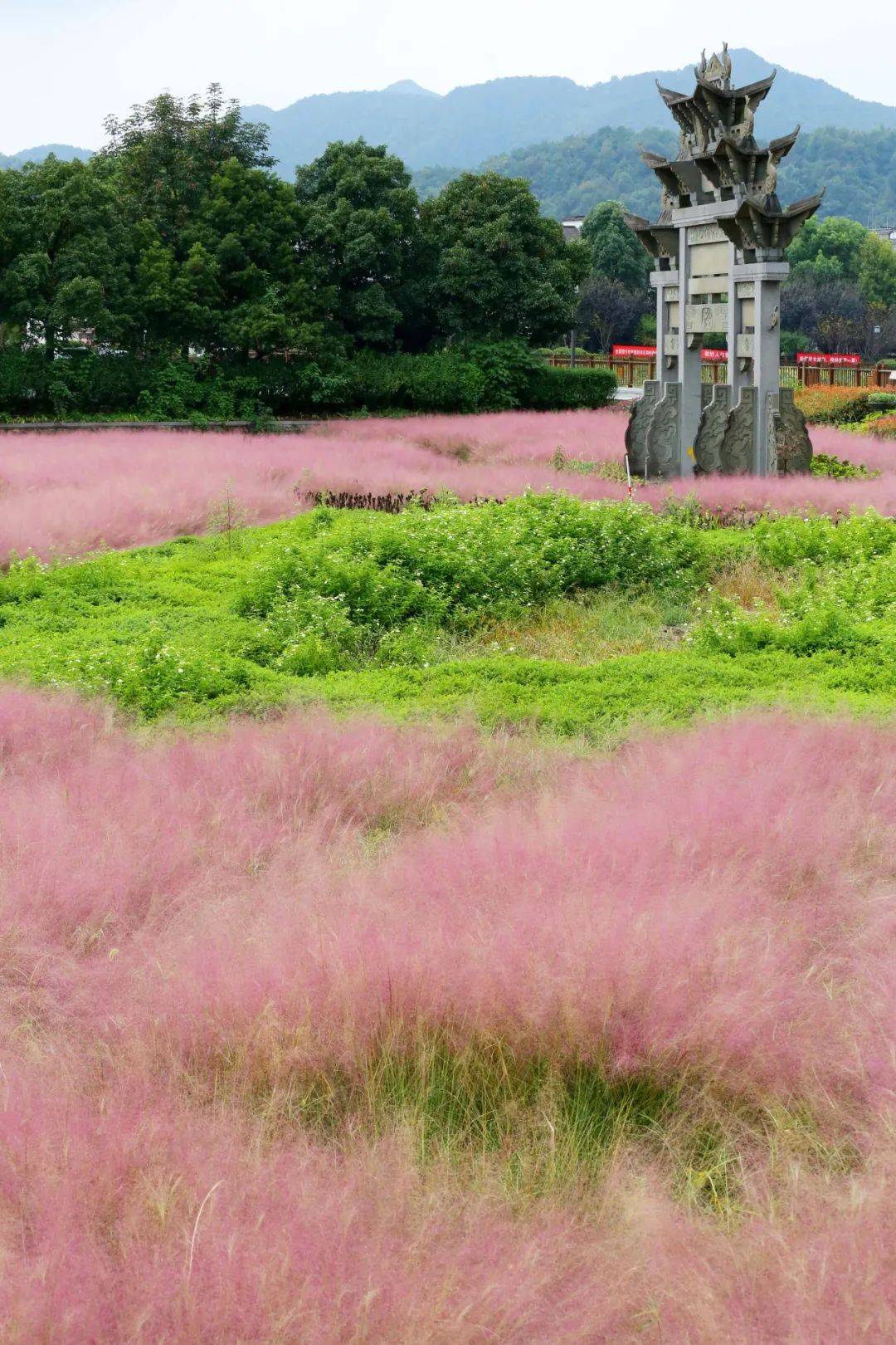 最新实测：富阳龙门的粉黛乱子草进入最佳观赏期！一整片“粉色海洋”免费看！