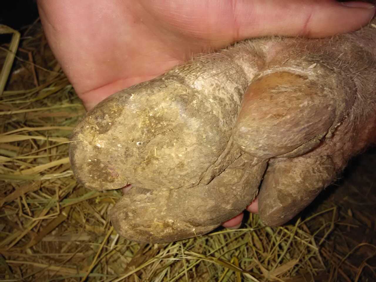 猪五号病的症状都是什么现象猪五号病用什么药效果最好