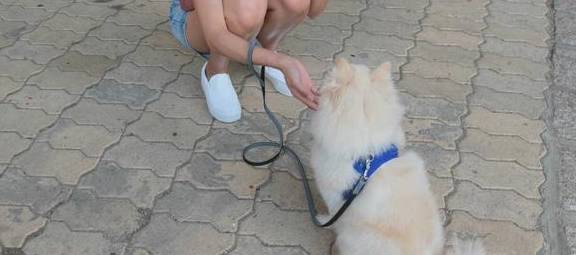 对比|养狗前后的大对比,资深铲屎官纷纷“躺枪”!