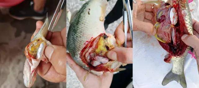 怎么养鱼才能长得大 e565ce1516ff4576a73a3349b17da29e.jpeg