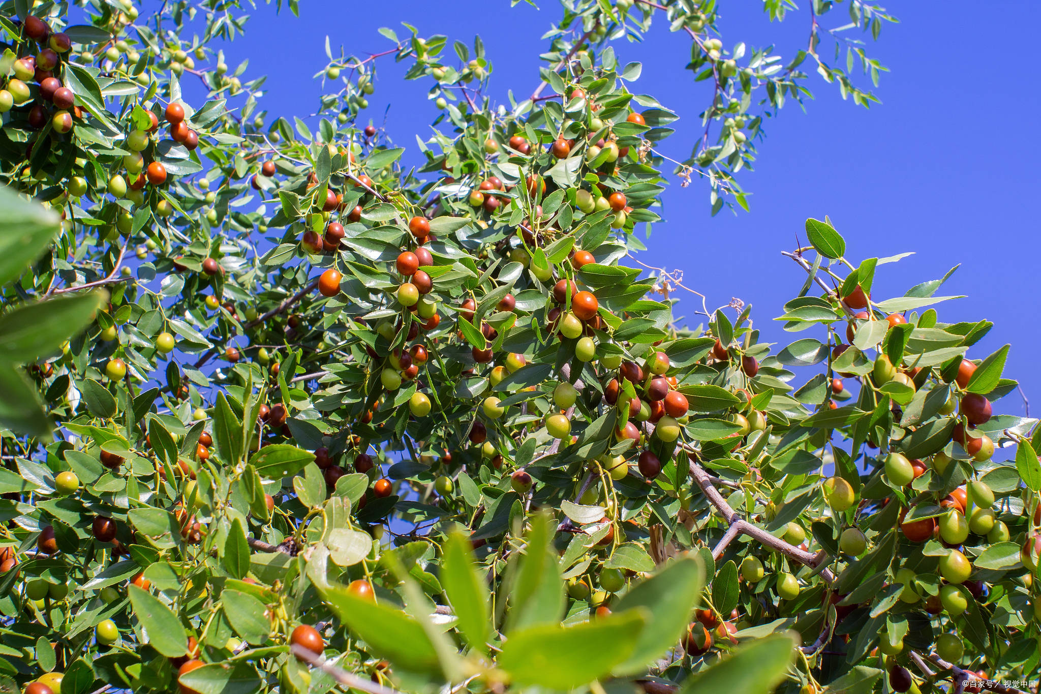 七十年代末期,我家分到了半山坡的红枣林,山坡上,沟壑里,田埂上,水渠