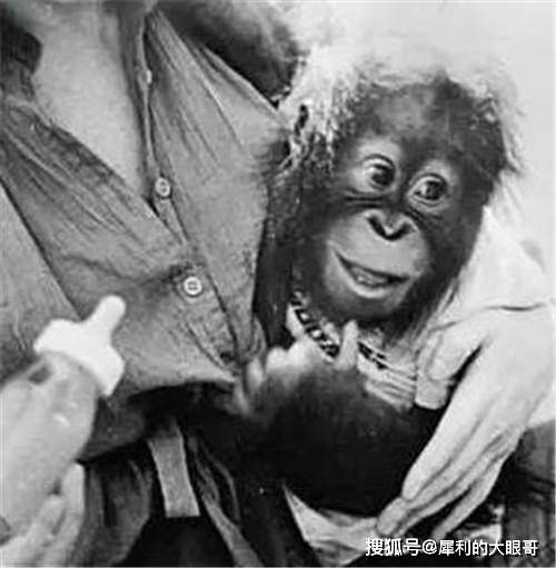 美國唯一上過大學的猩猩，試圖進化成人類，結果囚禁動物園19年