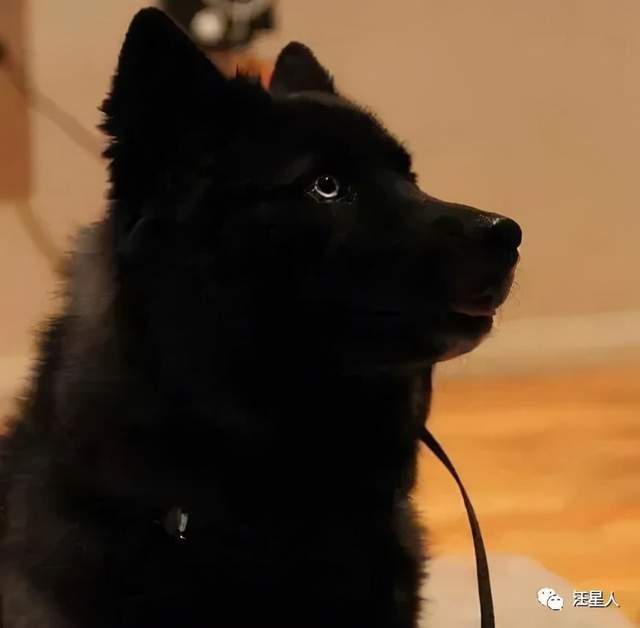 男子晒出纯黑哈士奇,被它的颜值惊艳到了,帅爆!