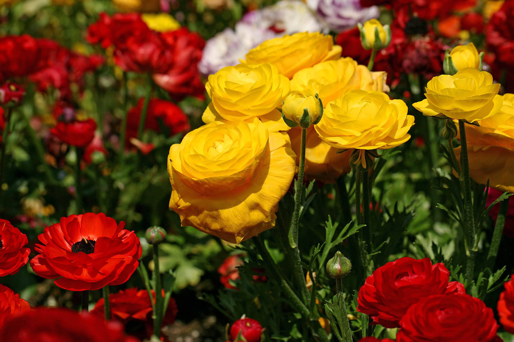 9月26日星座运势 韬光养晦 实力大增的四大星座 生活