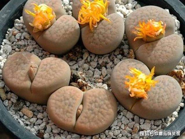 这种像石头的多肉植物你见过吗 叶子看起来肉嘟嘟的 十分讨喜 样子