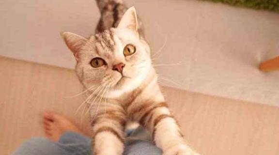 有什么方法可以不让猫咪上床 d02b2ee45ad640bf9c7039fe886cb9ef.jpeg