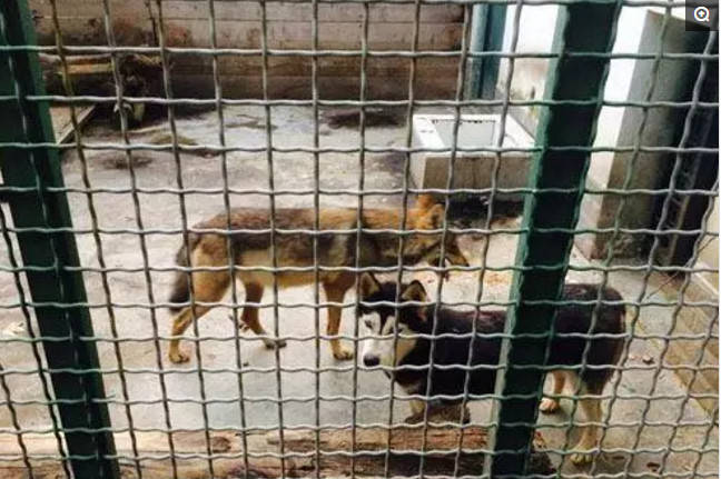 男童動物園玩耍，卻發現狼變了模樣，靠近一看讓人捧腹大笑！ 萌趣萌寵 第4张