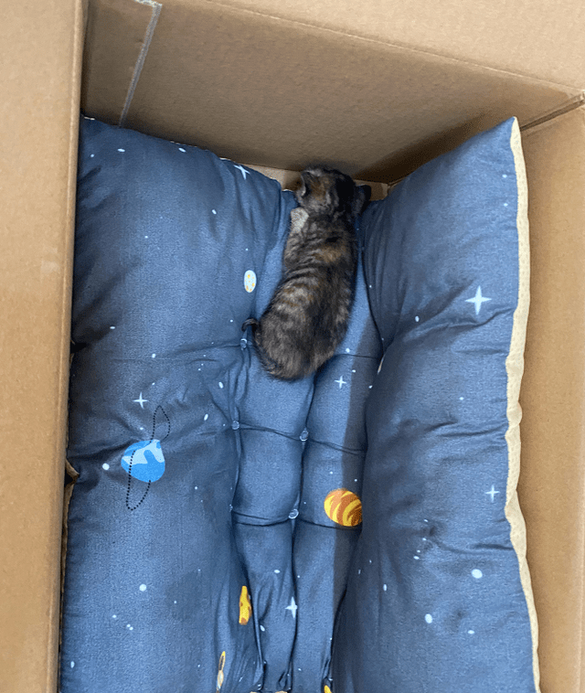 一只奶气喵的怜悯眼神,深深刻在我的心里,挥之不去!_样子