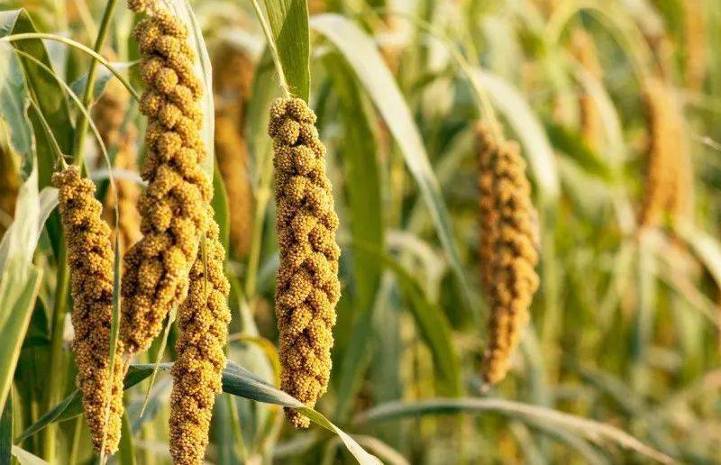 有点意思丨秋天来了学习下秋天与植物的歇后语