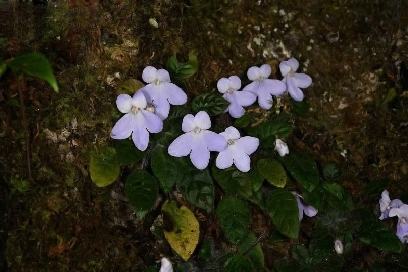 云南百米天坑下，发现消失了百年的生物，上次见它还是在1893年