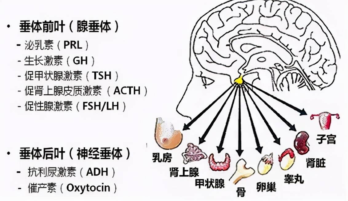 由不同种类具有激素分泌功能的细胞组成,比如司职身体生长的生长激素