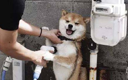 柴犬洗澡不忘耍帥，誰搶鏡頭跟誰急，這一幕把人都逗翻了！ 萌趣萌寵 第7张