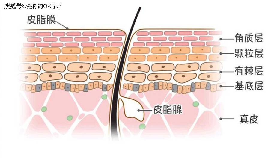 什么皮肤屏障受损怎么办？皮肤屏障有哪些表现？要怎么护理？