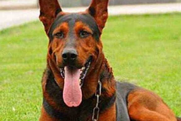 此犬种是我国精心育出 能力丝毫不比德牧差 因是本土犬不为人知 莱州